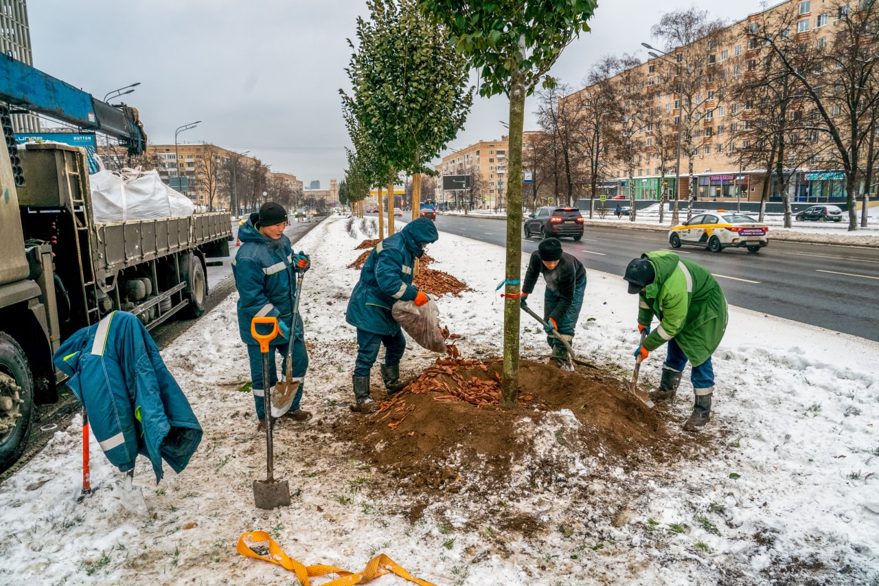 Крупномеры начали высаживать на Ленинском проспекте и Беломорской улице