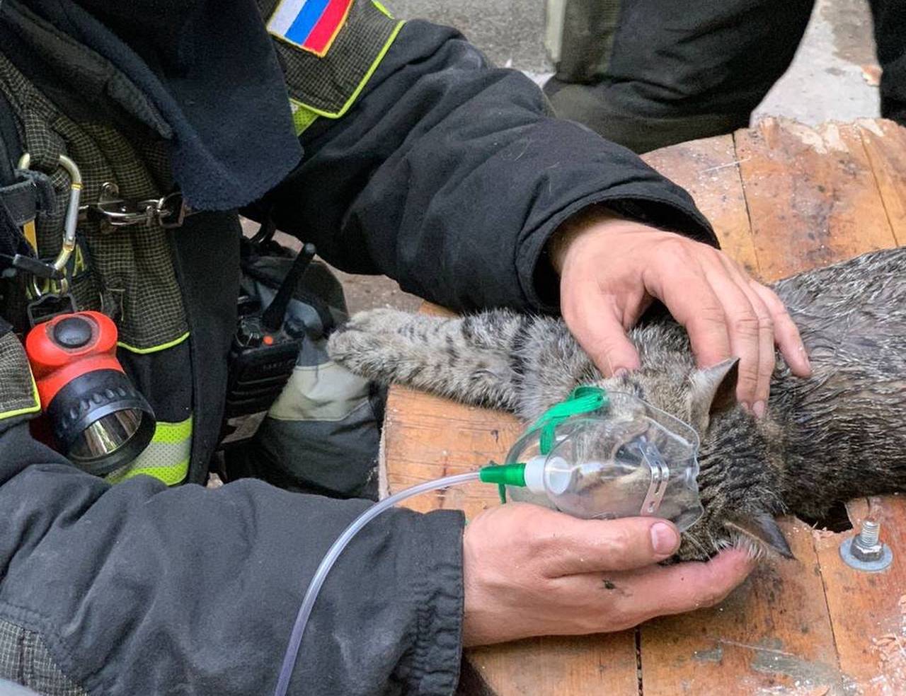 С начала года московские спасатели и пожарные более 620 раз выезжали для помощи животным