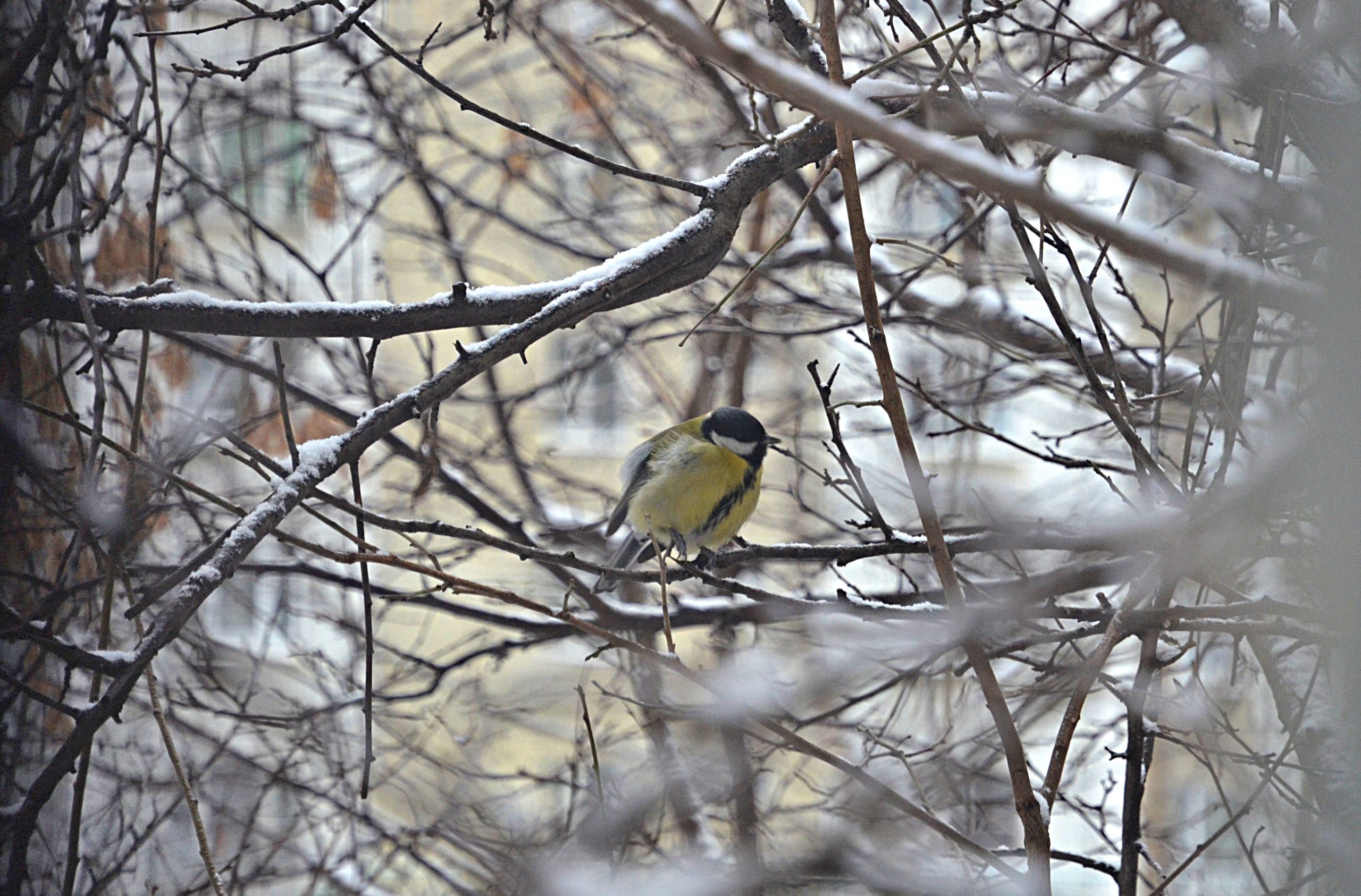 Специалисты Мосприроды рассказали о прилетающих на зиму в Москву птицах