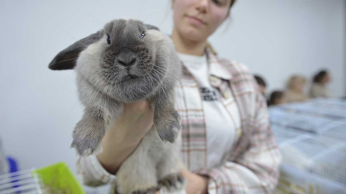 Контролеры обнаружили на остановке в Орехове-Борисове Южном клетку с кроликом