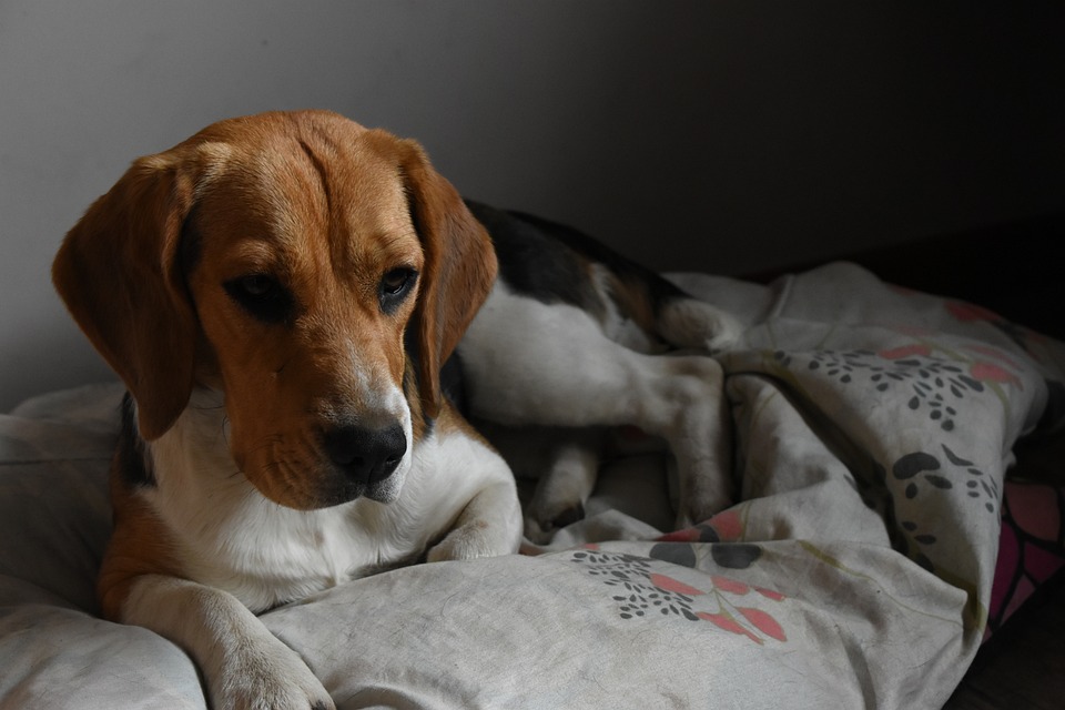 Собаку породы бигль спасли от переохлаждения в Красногвардейской ветклинике