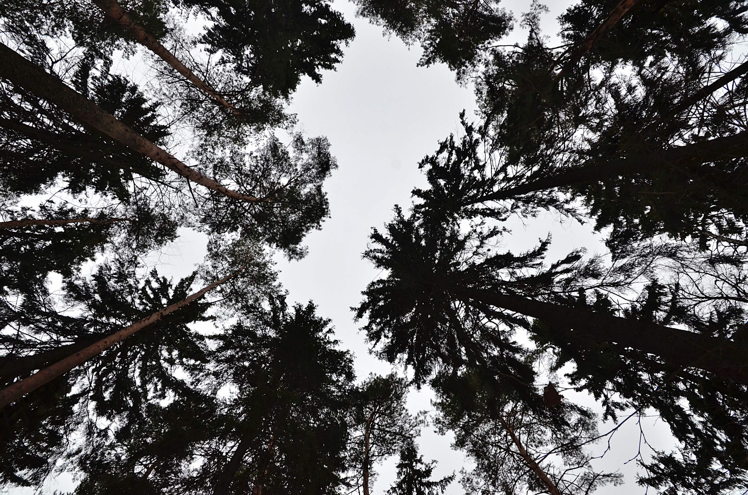 Зимний квест организуют в «Битцевском лесу»