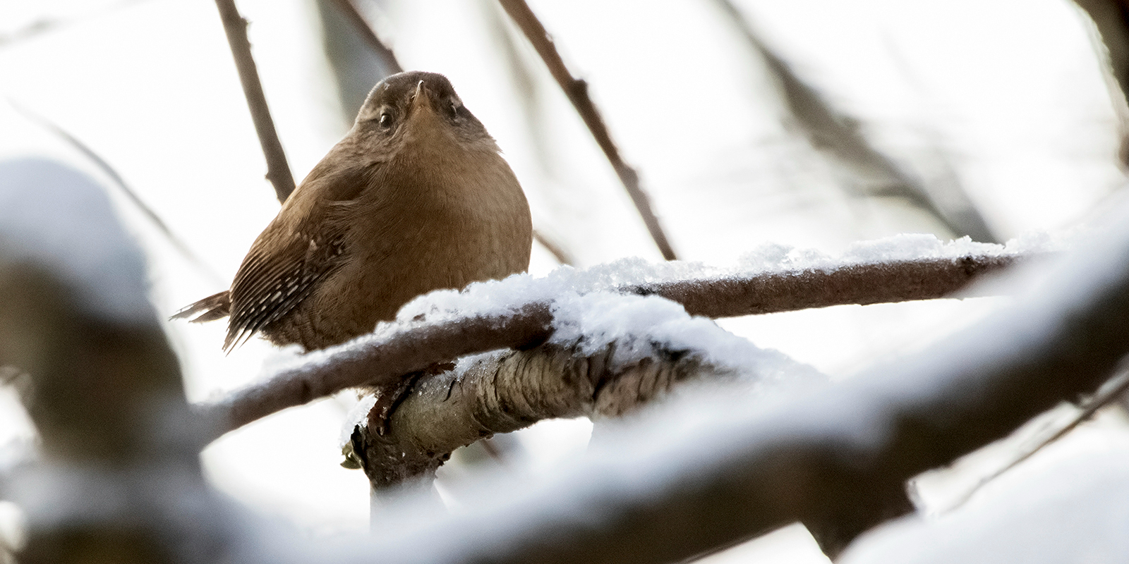 Узнать птицу можно по темно-коричневой окраске. Фото: сайт мэра Москвы