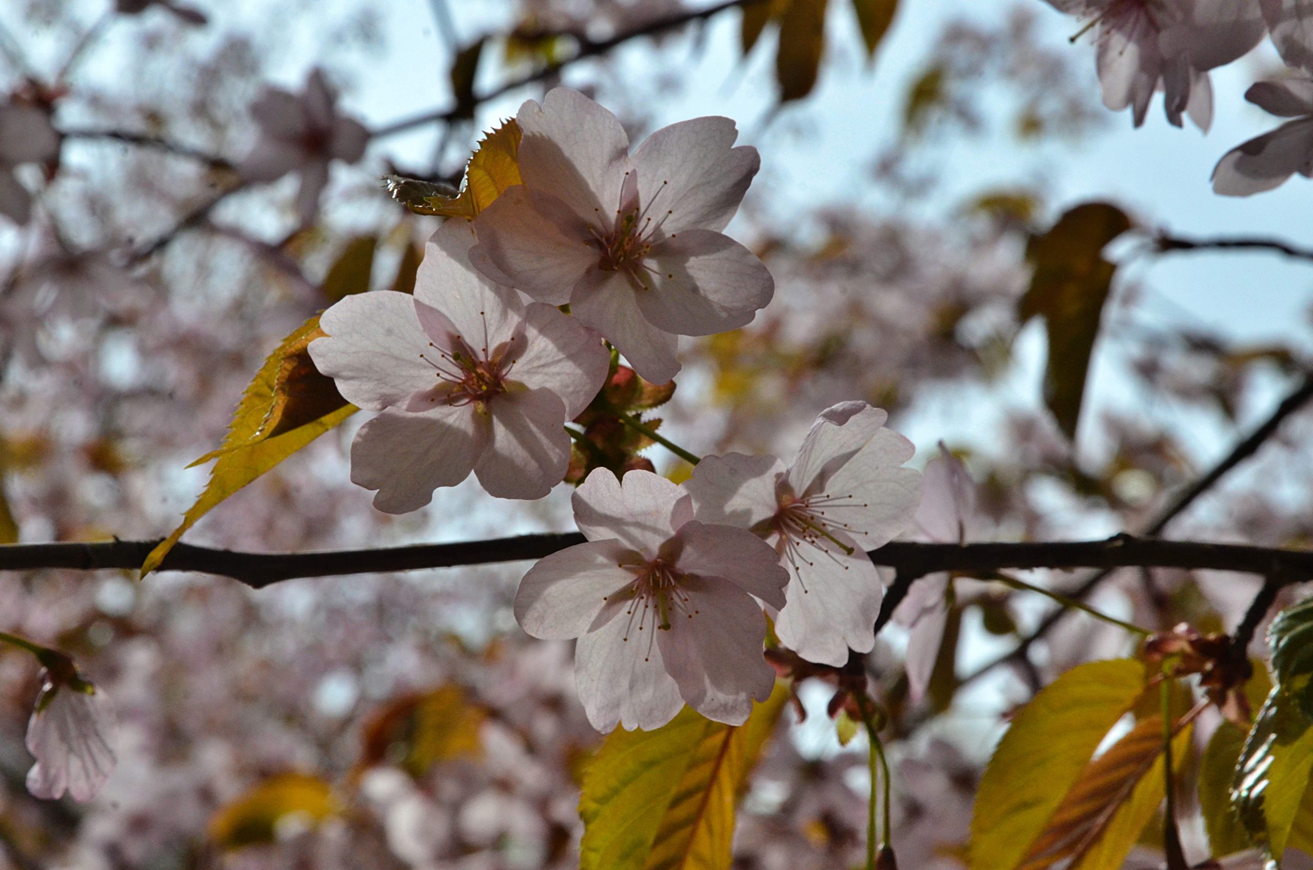 Праздник цветения сакуры проведут в Бирюлевском дендропарке