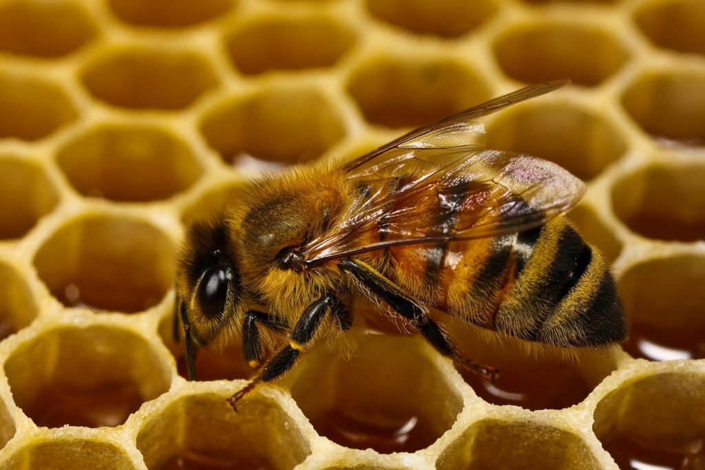 Пчелы совершили первый облет на природных территориях юга Москвы