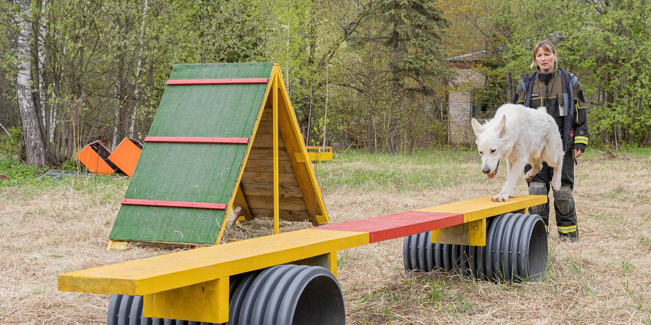 Завершились городские соревнования кинологических поисково-спасательных расчётов