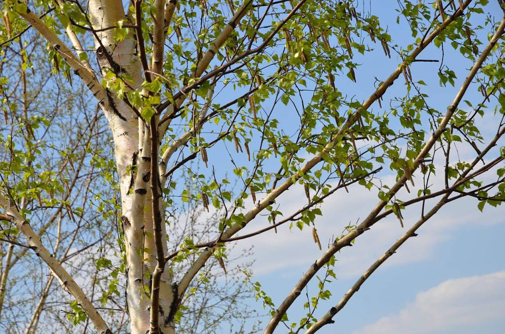 Очень много данных деревьев также растет в музее-заповеднике «Царицыно». Фото: Анна Быкова, «Вечерняя Москва»
