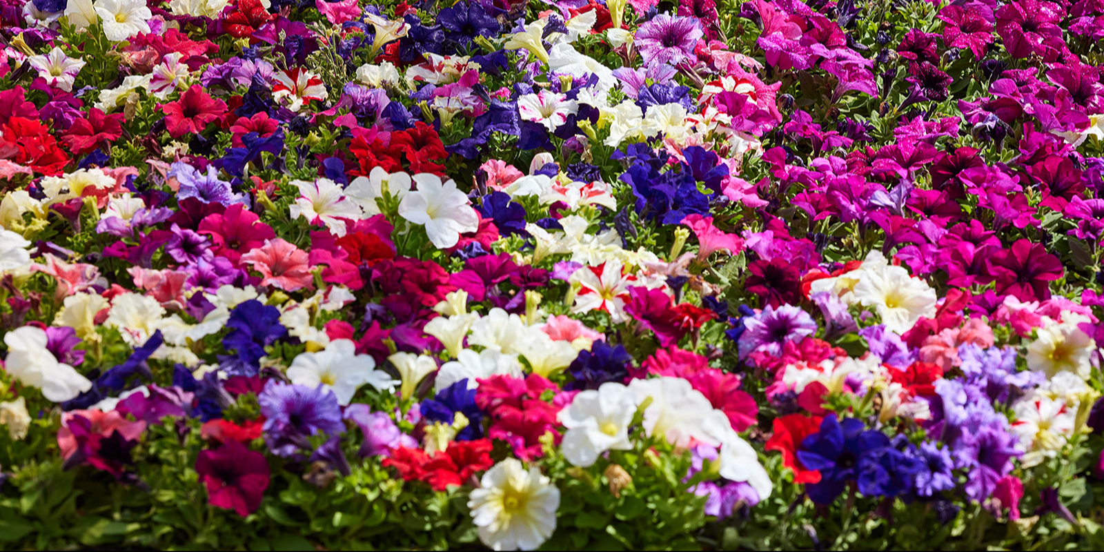 Свыше 35 миллионов однолетних цветов высадили в Москве
