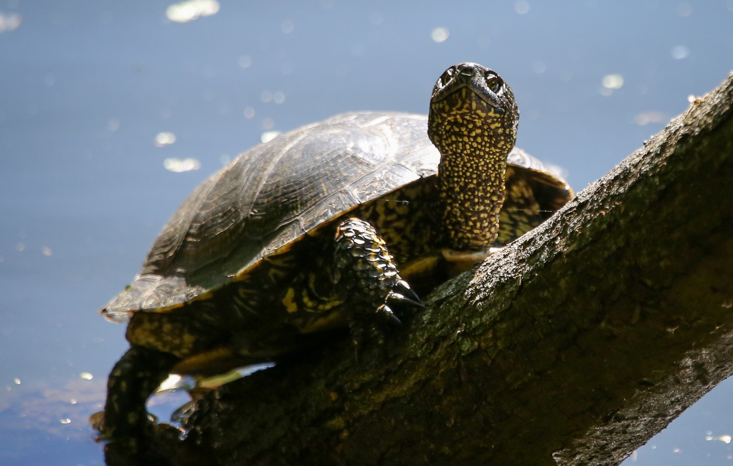 Водный житель, или Специалисты Мосприроды рассказали о болотной черепахе
