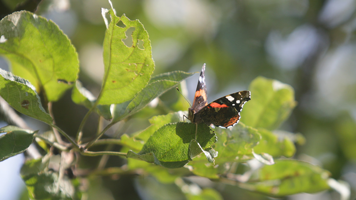Специалисты Мосприроды зафиксировали около 15 видов бабочек в Москве