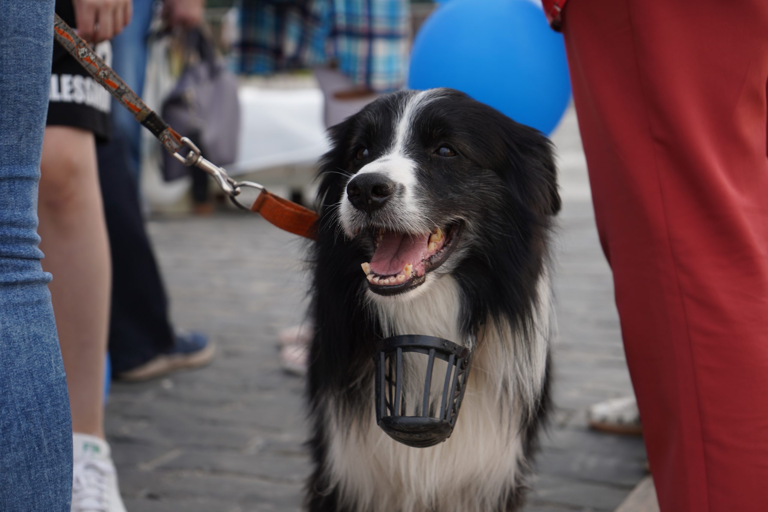 Всем нужен дом: выставка собак пройдет в парке Сосенки
