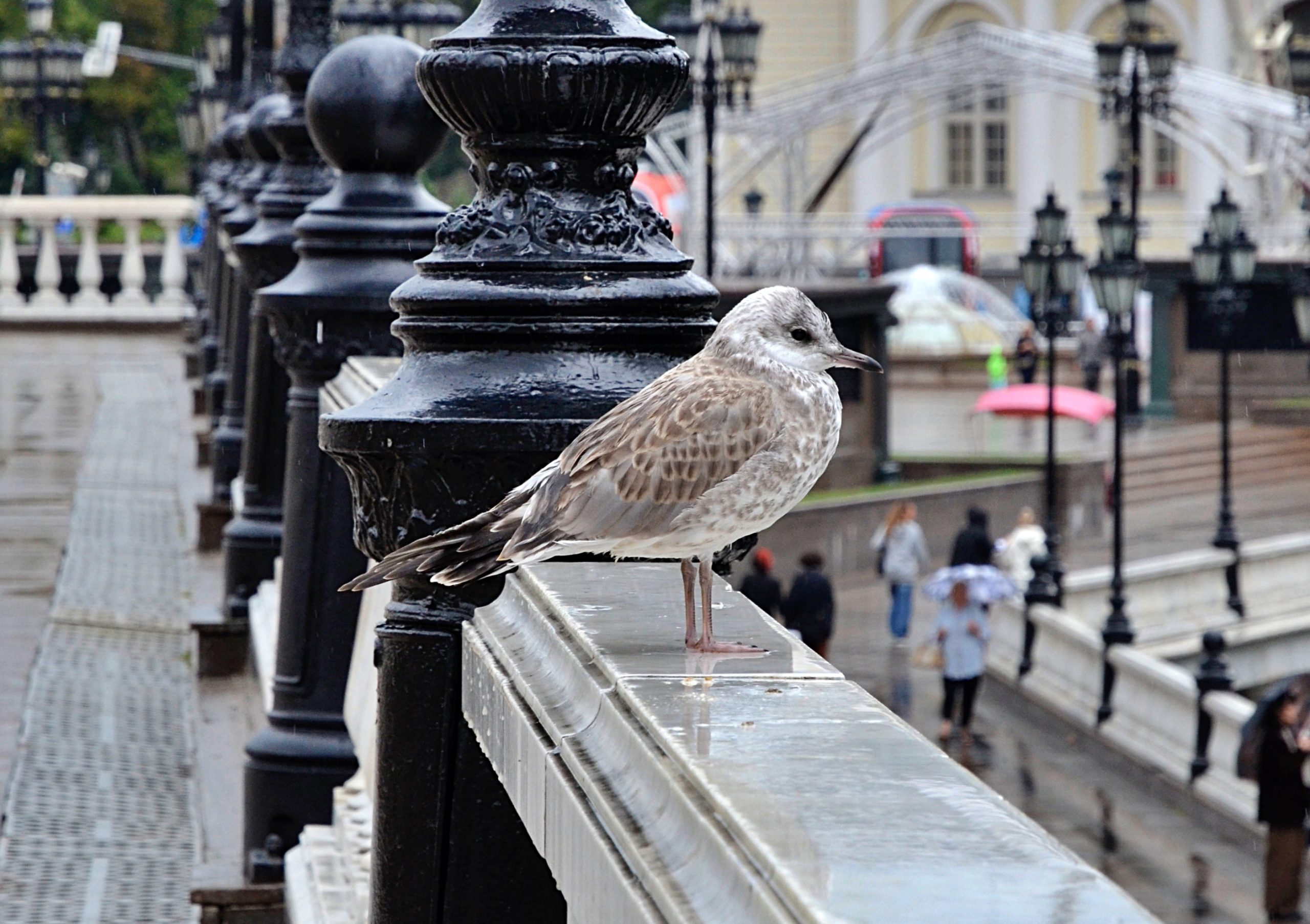 Некоторые виды перелетных птиц отправились из столицы на зимовку