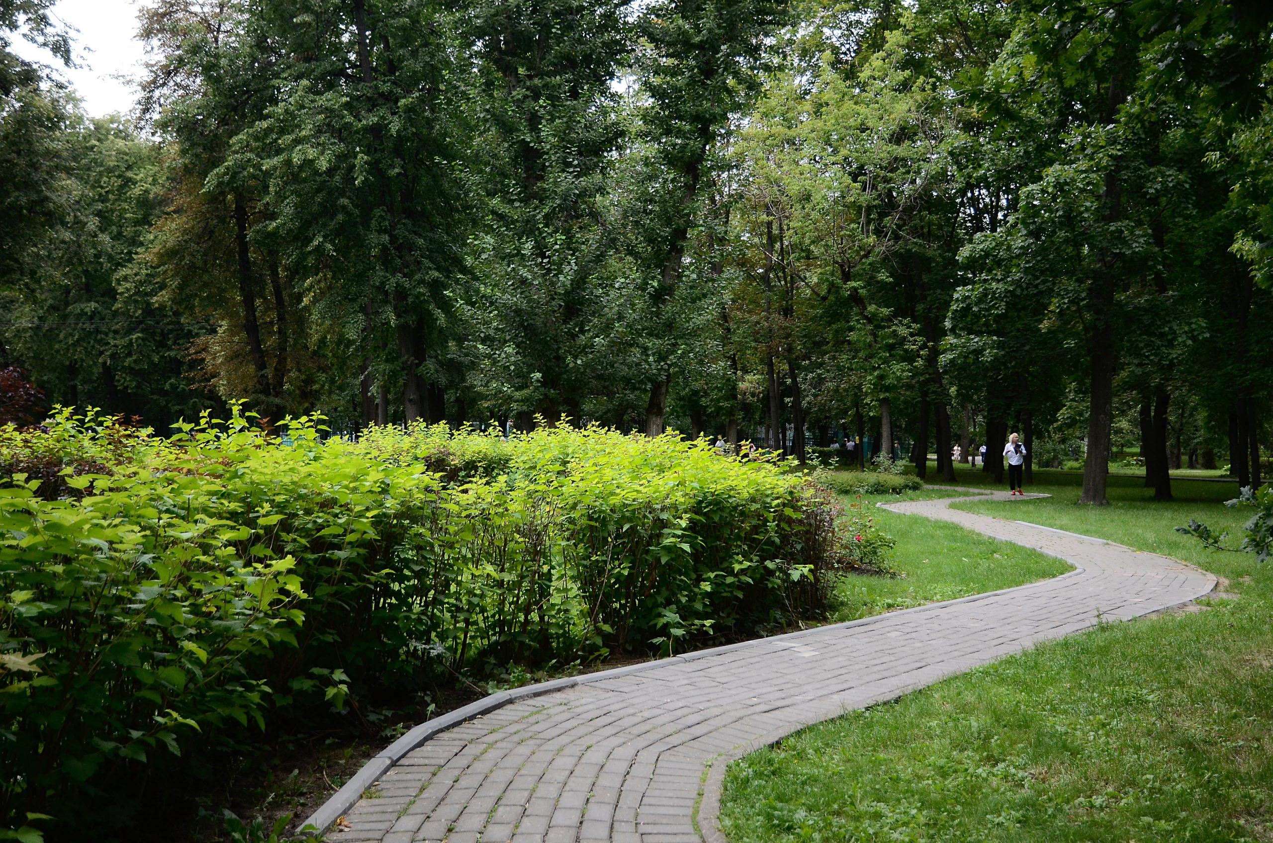 Сажаем деревья, или В управе Орехова-Борисова Южного поделились информацией об озеленении района