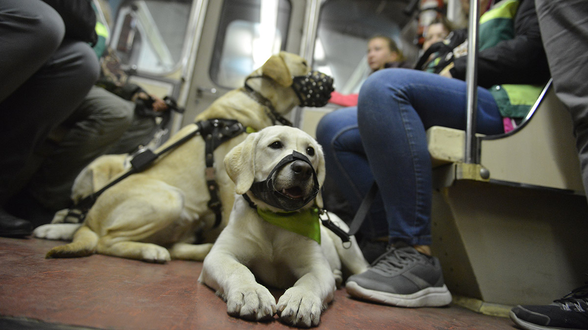 Порядка 50 собак-проводников подготовят в столичном метрополитене