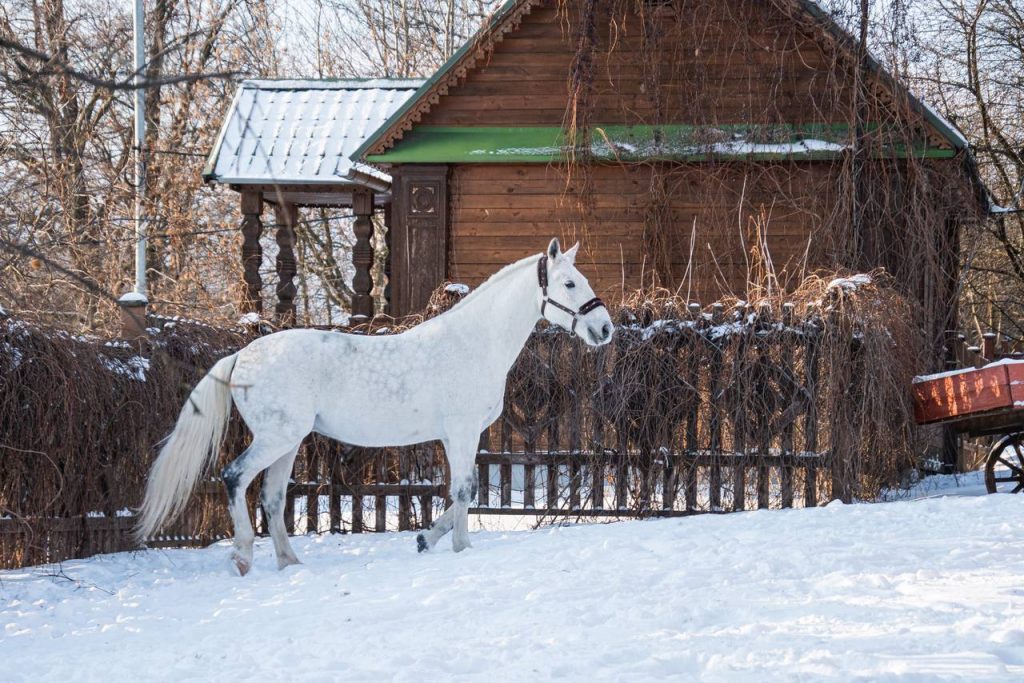 Любители животных увидят русаков, пони и тяжеловозов. Фото: официальная страница МЗ «Коломенское» в социальных сетях