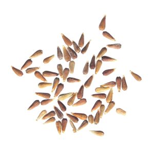 Семена: важно качество Перед посадкой семена ряда культур советуют вымачивать в растворе марганцовки. Внимательно читайте все рекомендации по посадке на упаковках семян.