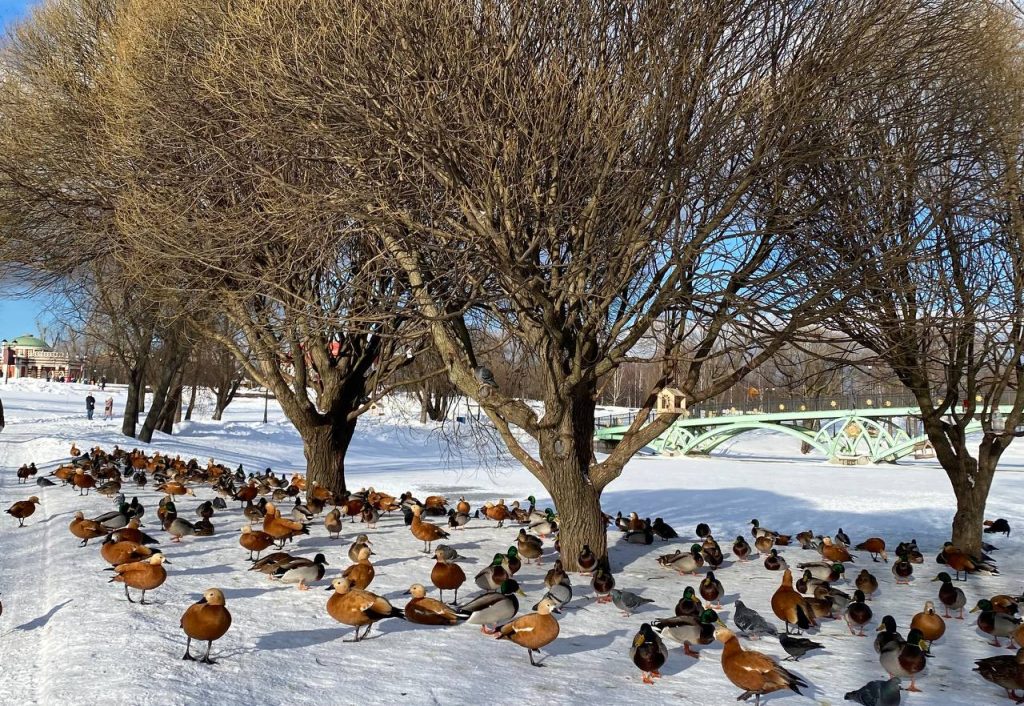 А особенно прекрасны в «Царицыно» утки. Фото: народный корреспондент Дарья Белозор