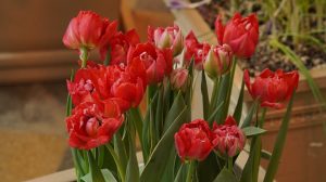 Бутоны тюльпанов почти идеально симметричны, и в мире эти цветки есть практически любого цвета. Лепестки некоторых сортов даже съедобны и добавляются в салаты. Фото: Анатолий Цымбалюк, «Вечерняя Москва»