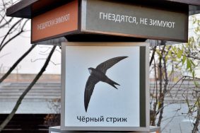 В столицу они прилетели позже остальных птиц. Фото: Анна Быкова, «Вечерняя Москва»