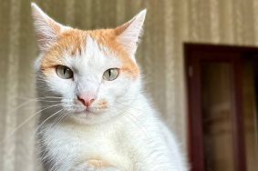 На юге города привить домашнее животное можно будет в 12 пунктах. Фото: Валерия Соловьева, «Вечерняя Москва»