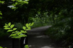Выбрать «активным гражданам» предложили из девяти вариантов. Фото: Анна Быкова, «Вечерняя Москва»