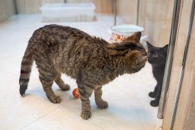 Перевезенные в Москву в непростых условиях, коты теперь получат возможность на полноценную жизнь. Фото: пресс-служба Департамента культуры города Москвы