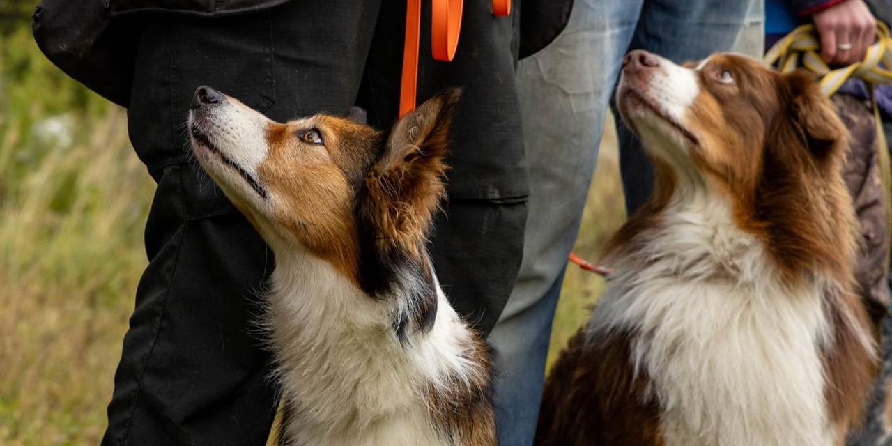 Искусство взаимопонимания: определены победители Открытых московских городских соревнований кинологических расчетов