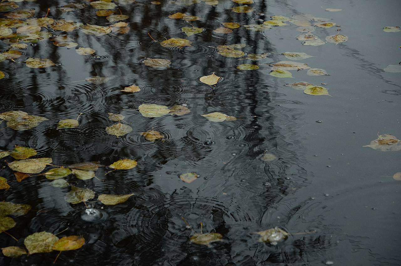 Капризы осени: в Москве синоптики обещают дождь в субботу и тепло в воскресенье