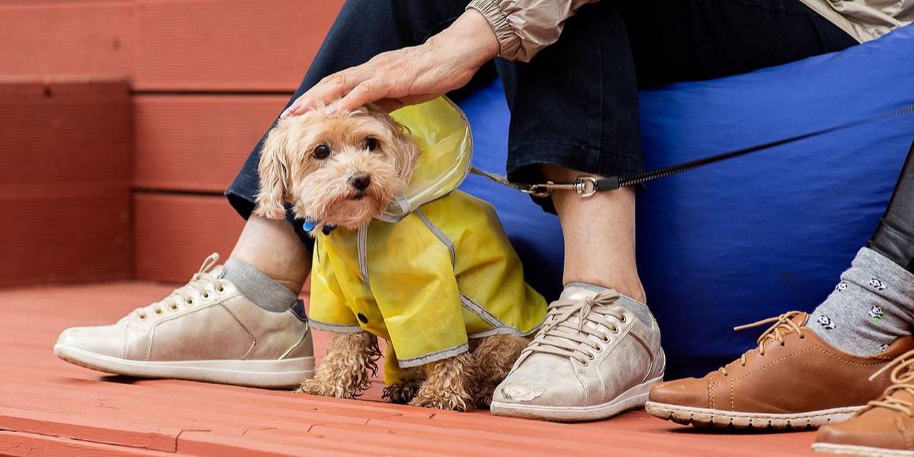 Если животное застряло в окне, получило травму или отравилось, то следует незамедлительно обратиться к ветеринарному врачу. Фото: пресс-служба Комитета ветеринарии города Москвы