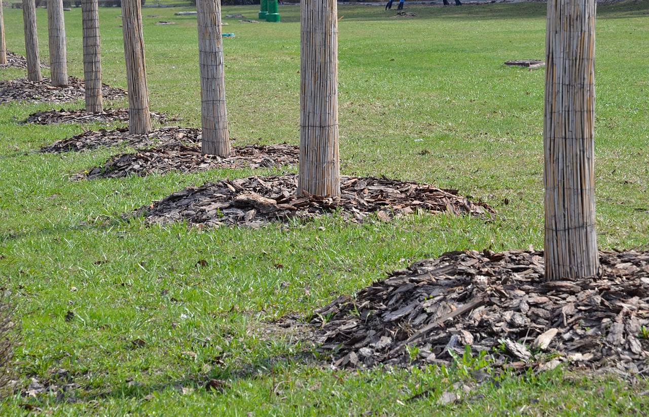 Центральным событием стала высадка лип на новой «Аллее РДКБ». Фото: Анна Быкова, «Вечерняя Москва»