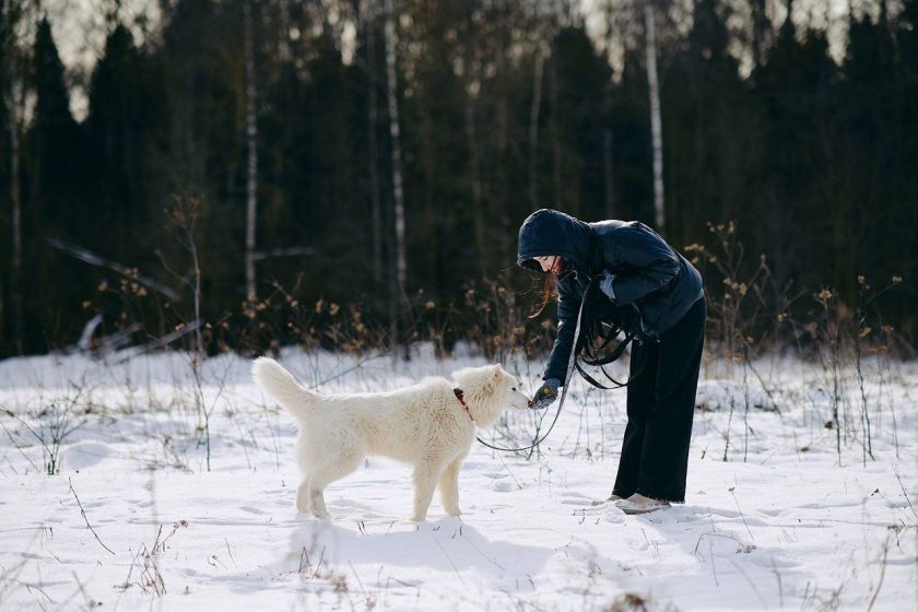 «Мосволонтер» проводит ежегодную акцию «Добрая елка для лапок»