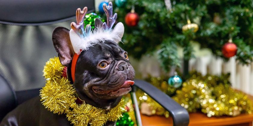 озяева смогут выбрать лакомства, игрушки и другие аксессуары для домашних животных. Фото: пресс-служба Комитета ветеринарии города Москвы