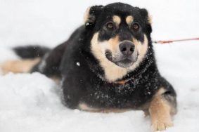 Приют для бездомных собак на западе столицы проведет день открытых дверей. Фото: приют для содержания безнадзорных животных Западного административного округа города Москвы