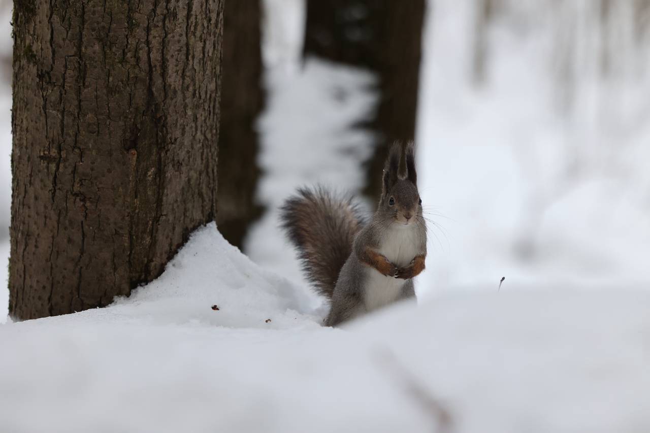 Позднякова: Морозы до 19 градусов ожидаются в столичном регионе в начале января. Фото: Виктор Хабаров, «Вечерняя Москва»
