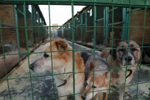 Поддержка приютов позволяет делать лучше не только жизнь кошек и собак, но и свою собственную. Фото: Анатолий Цымбалюк, «Вечерняя Москва»