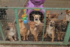 Животные различных размеров, типов шерсти и характеров объединены одной целью — обрести ответственного владельца и постоянный дом. Фото: Анатолий Цымбалюк, «Вечерняя Москва»