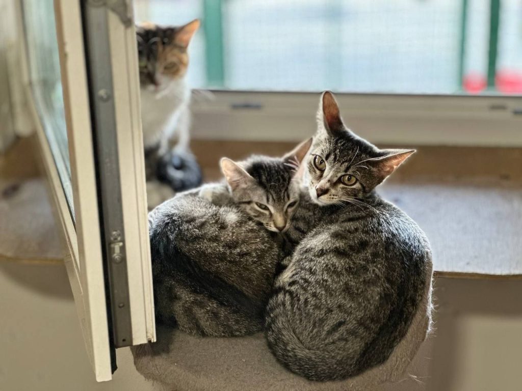 Сейчас в столичных заведениях для хвостиков трудятся примерно 1,5 тысячи человек. Фото предоставила волонтер Татьяна Попова