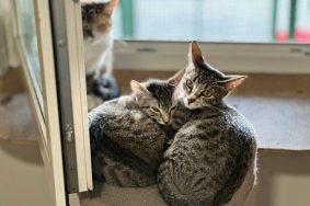 Фото предоставила волонтер Татьяна Попова