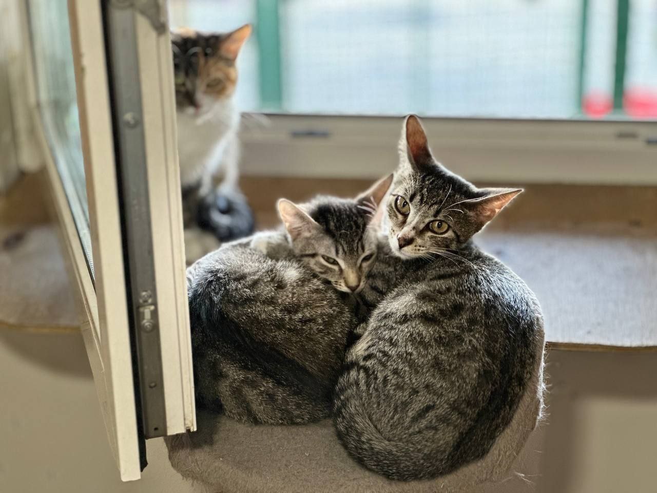 Новогоднее чудо для хвостатых: как москвичи могут помочь животным из приютов в праздники