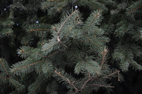 Сервис «Вывоз ненужных вещей» берет на себя работы по утилизации праздничных елок. Фото: Анна Быкова, «Вечерняя Москва»