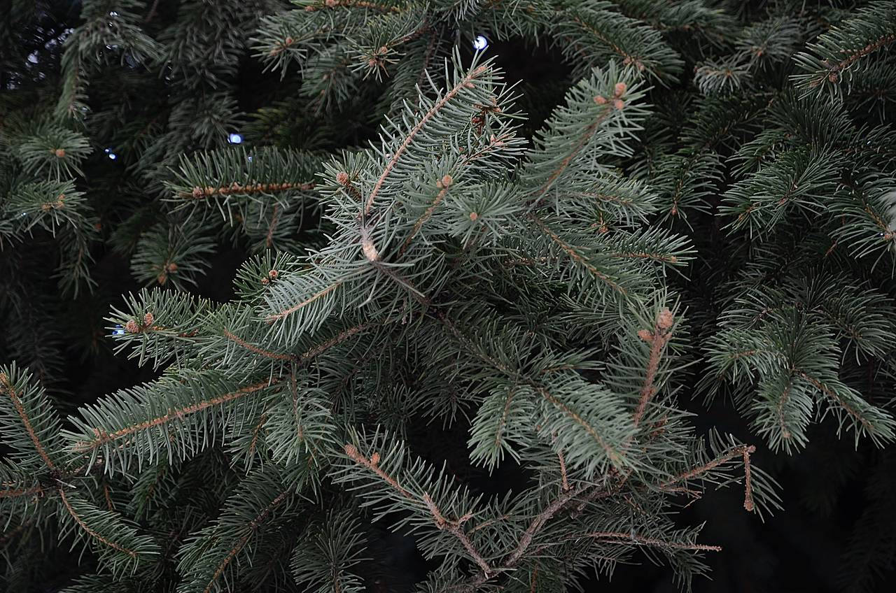 Сервис «Вывоз ненужных вещей» берет на себя работы по утилизации праздничных елок. Фото: Анна Быкова, «Вечерняя Москва»