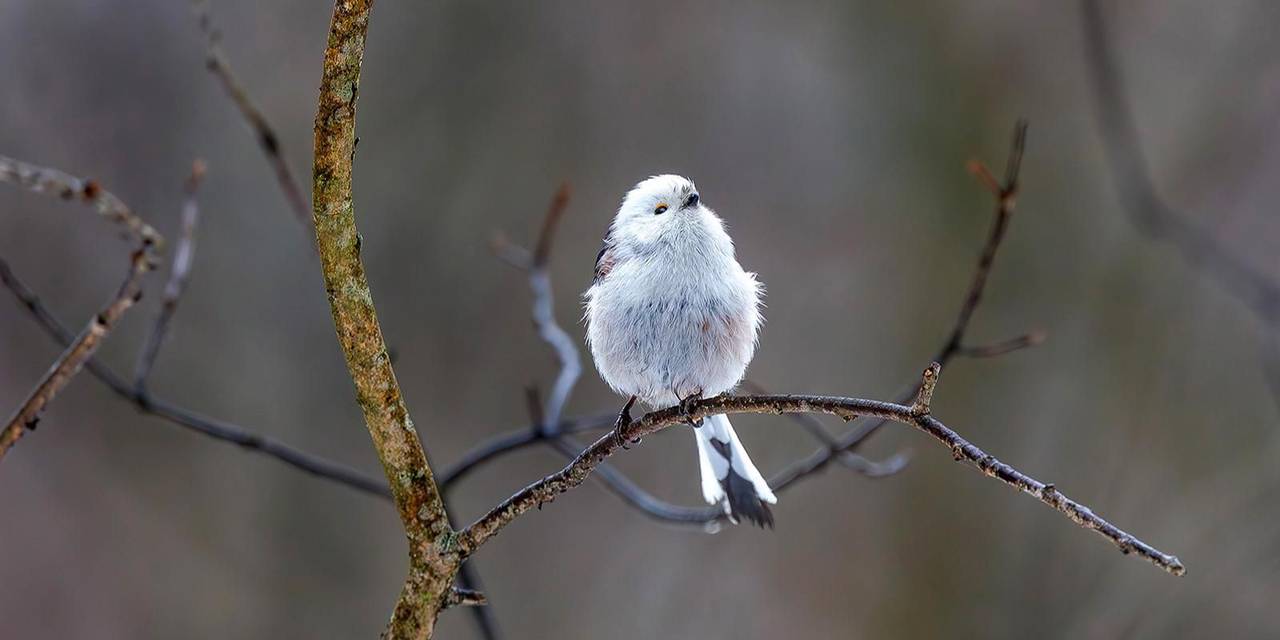 Что едят синицы, дятлы и пищухи в городе во время сильных морозов. Фото: пресс-служба Департамента природопользования и охраны окружающей среды города Москвы