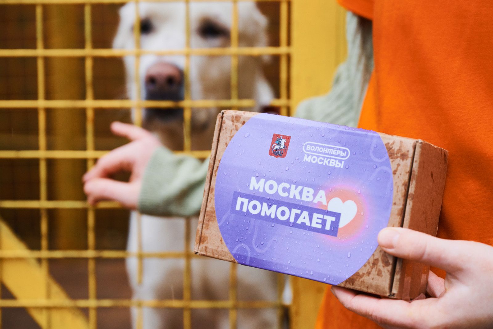 С целью помочь подопечным приютов столичные активисты в 2025 году приняли участие более чем в 300 мероприятиях. Фото: пресс-служба Комитета общественных связей и молодежной политики города Москвы