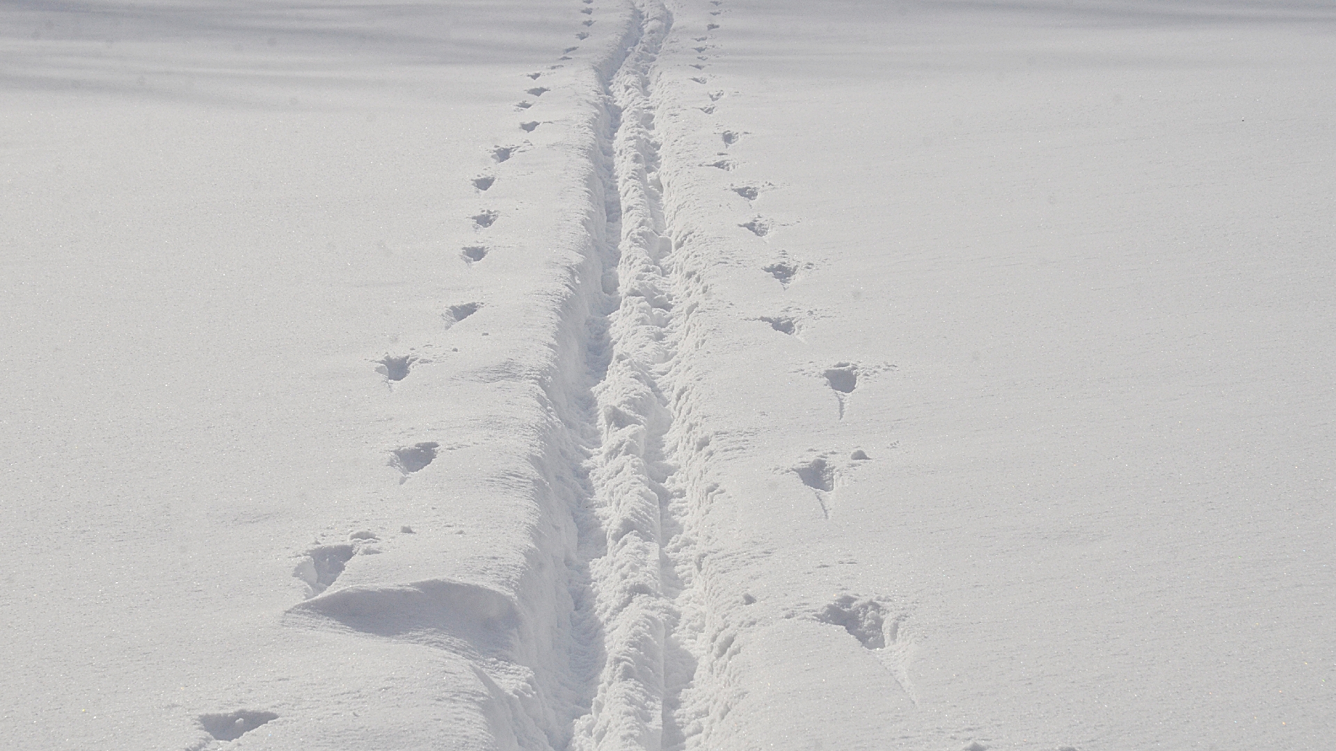 Московская лыжная неделя пройдет в начале февраля