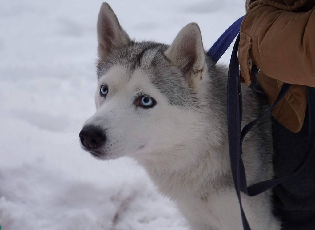 На платформе «Активный гражданин — детям» начался опрос по выбору имен для трех собак из приюта. Фото: Анна Быкова, «Вечерняя Москва»