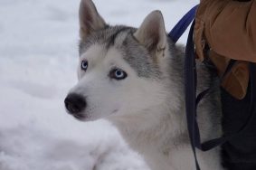 На платформе «Активный гражданин — детям» начался опрос по выбору имен для трех собак из приюта. Фото: Анна Быкова, «Вечерняя Москва»