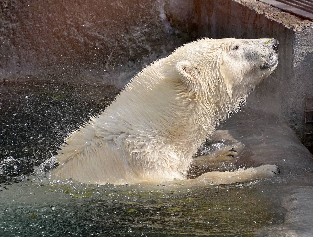 Жительница Московского зоопарка Айка часто плавает в воде и изучает вольер. Фото: Анна Макмаладзе, «Вечерняя Москва»