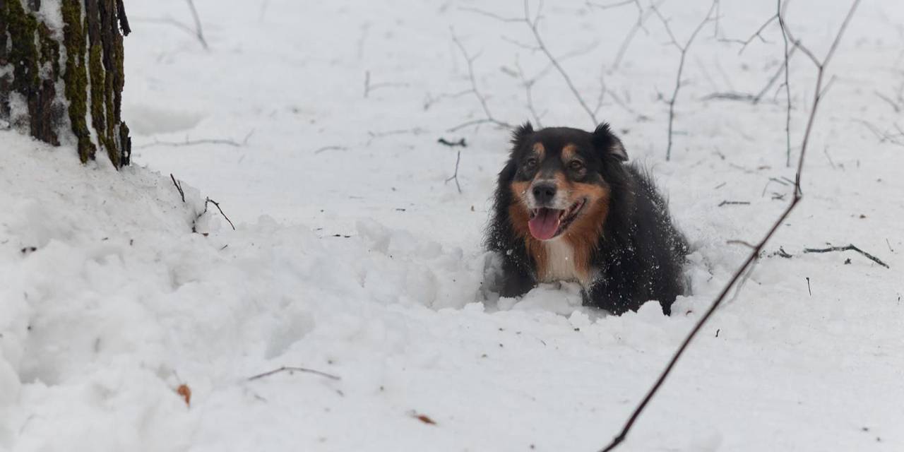 Снежный след: как проходят тренировки кинологов в зимний период