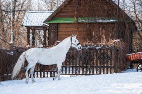Посетители паркового комплекса осмотрят конюшни с лошадьми разных пород и каретный сарай. Фото: музей-заповедник «Коломенское»