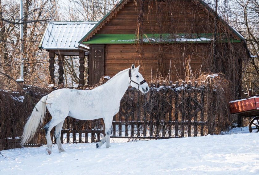 Посетители паркового комплекса осмотрят конюшни с лошадьми разных пород и каретный сарай. Фото: музей-заповедник «Коломенское»